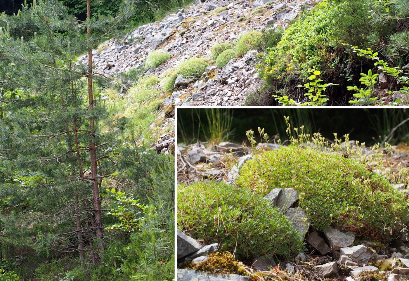 Saxifrage of Prost plant